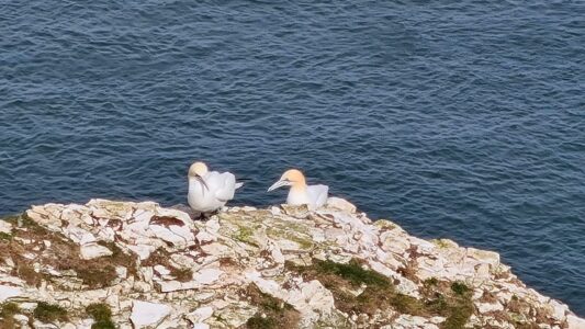 RSPB Bempton Cliffs 18